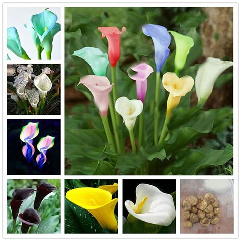 Mar 29, 2019 · to grow calla lilies, first get a deep pot with lots of drainage holes that's about 12 inches wide. 2Pc Bulbs True Calla Lily Bulbs Calla Bulbs Not Calla Lily ...