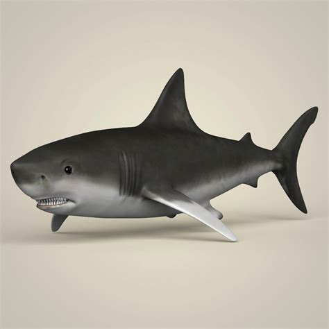 Artstation Realistic Shark 3d Model Resources