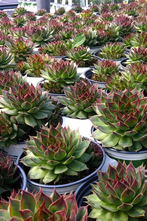 Hens And Chickens Succulents Assorted 2in Pot Live Plant Houseplant