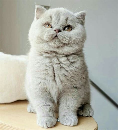 Pin By Melanie Knealing On Cats Cats British Shorthair Kittens Cute