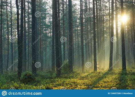 Rays Of The Morning Sun Pass Through A Pine Forest In The Early Morning