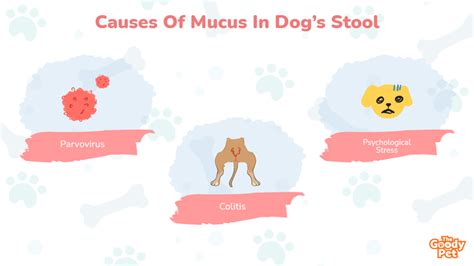 Dogs Stool Has Mucus Heres 22 Reasons Why The Goody Pet