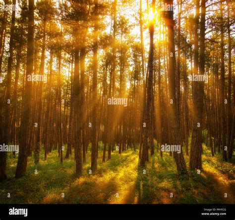 Sunrise In The Woods Stock Photo Alamy