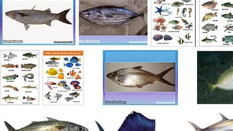 1 kilo harga ikan kerapu dapat mencapai 3 hingga 4 juta. Senarai Jenis Ikan Laut Malaysia