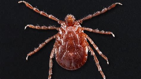 An Invasive New Tick Is Spreading In The Us The New York Times
