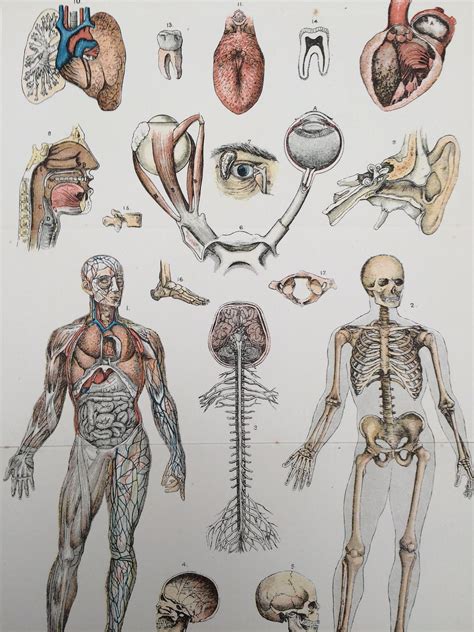 1900 Physiology Original Antique Lithograph 9 X 13 Inches Anatomy