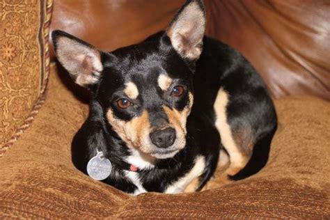 Adopt Chico On Petfinder Dog Adoption Manchester Terrier Pets