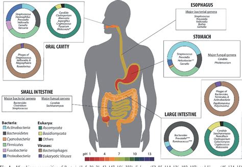 Pdf Microbial Ecology Along The Gastrointestinal Tract Semantic Scholar