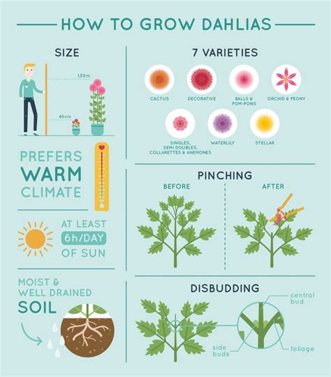 How To Grow Dahlias Infographic All Things Flowers Blog By Sydney