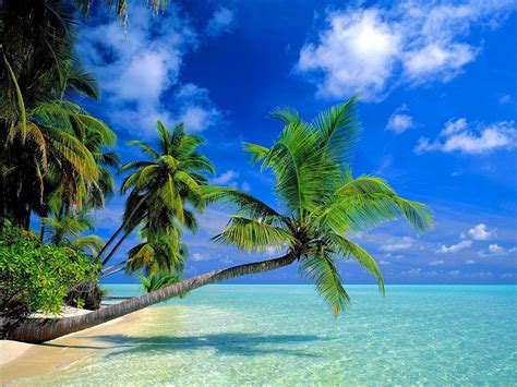 Beach Tropics Nature Background Top Free Images