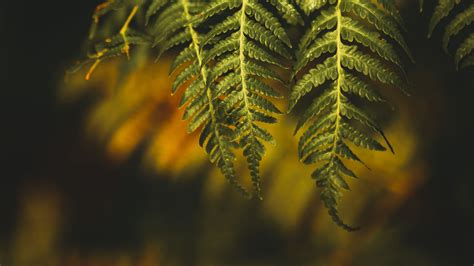 Wallpaper Id 1607 Fern Branch Plant 4k Free Download