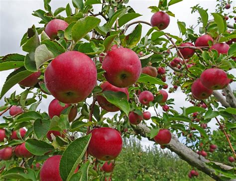 Joes Retirement Blog Averill Farm Apple Orchard Washington Depot