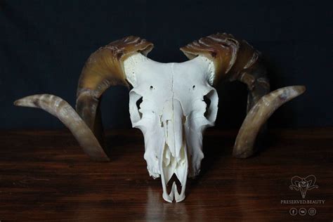 Real Ram Skull Brownhorned Ram Skull Real Animal Skull