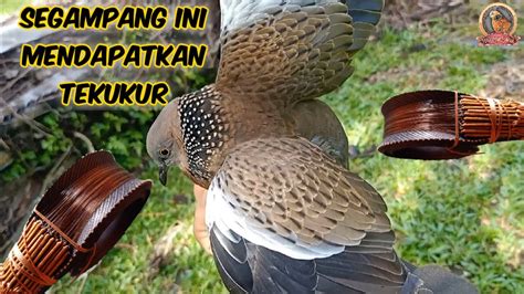 Segampang Ini Menangkap Burung Tekukur Youtube