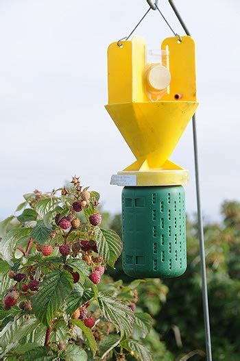 Japanese Beetle Traps Are Helpful In Controlling These Pests In Your