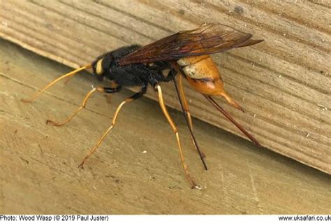 Great Wood Wasps Giant Horntail Urocerus Gigas Uk Safari