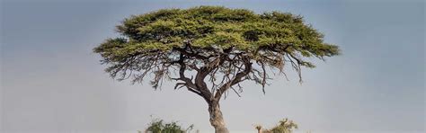 South African Trees 8 Impressive Ones You Must See Shamwari
