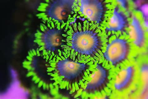 313 Green Zoanthids Stock Photos Free And Royalty Free Stock Photos