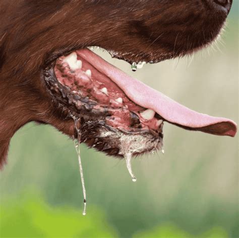 Dog Foaming At Mouth Causes Of Foaming In Dogs Mouth Down Town Animals