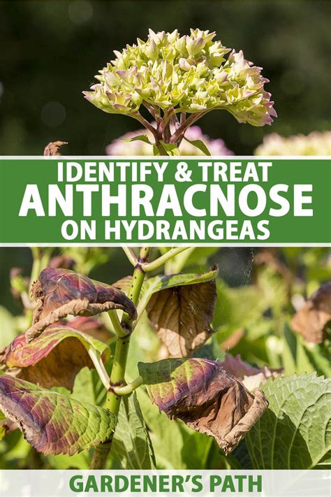 Hydrangea macrophylla, also called bigleaf or french hydrangea, typically has either pink or blue flowers, although a few cultivars have white flowers. How to Identify and Treat Anthracnose on Hydrangeas ...