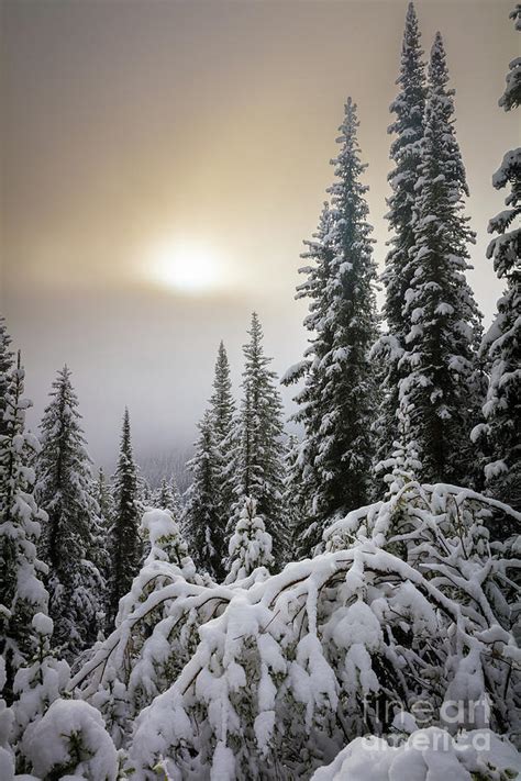 Moraine Lake Winter Trees Photograph By Inge Johnsson Pixels