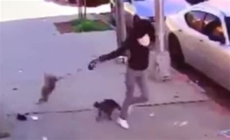 Woman Tries To Save Her Dog From Ferocious Cat Attack Nearly Kills