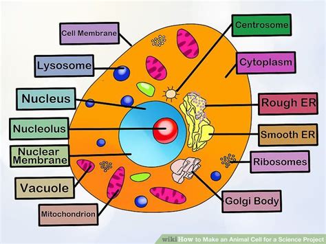 This table gives some examples of specialised animal and plant cell types and their function. How to Make an Animal Cell for a Science Project in 2020 ...