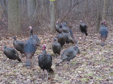 pa game commission seeks public s help in counting turkeys sports