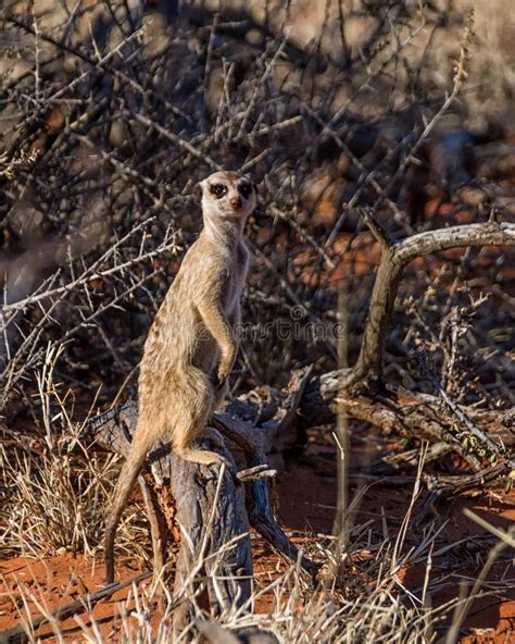 Meerkat Sentry Stock Photo Image Of African Carnivoran 132093656