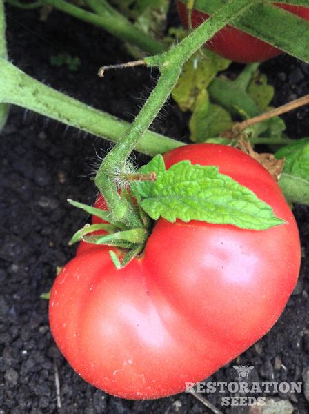 New Big Dwarf Tomato Organic Restoration Seeds