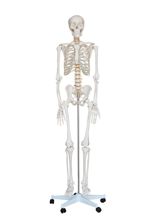 Life Size Skeleton 180cm Tall Mediworld Ltd