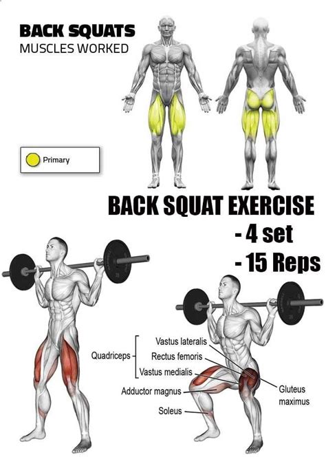 Back Squat Squats Muscles Worked Back Squats Squats