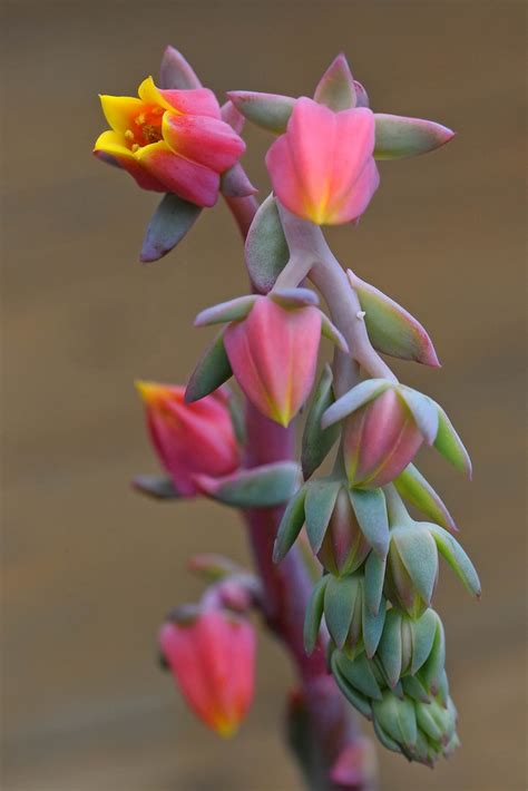 We did not find results for: Succulent Flower Cluster | Succulent Flowers, taken with ...