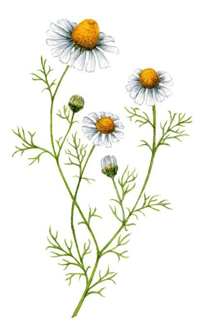 Russia Chamomile With Images Botanical Illustration Watercolor