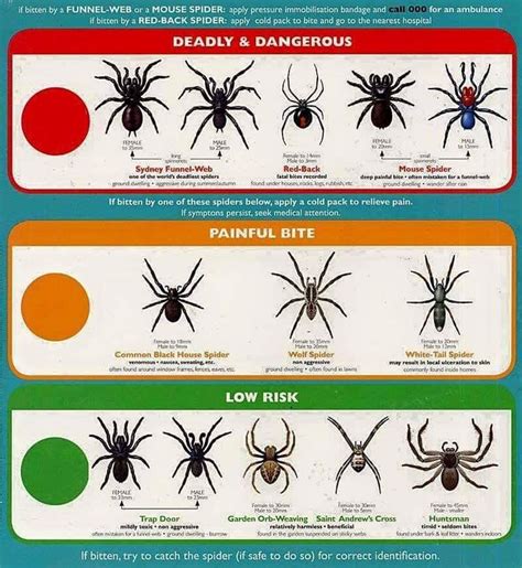 Uk Spider Identification Chart