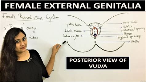 Female External Genitalia Class 12 Bio Chapter 3 Female