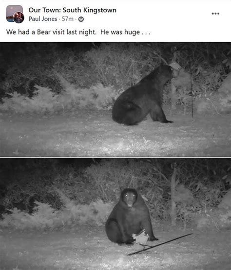 6 Foot Black Bear Emerges From Hibernation Returns To Same Ri House