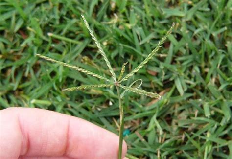 Common Summer Weeds In North Carolina Barefoot Lawn Care Ph