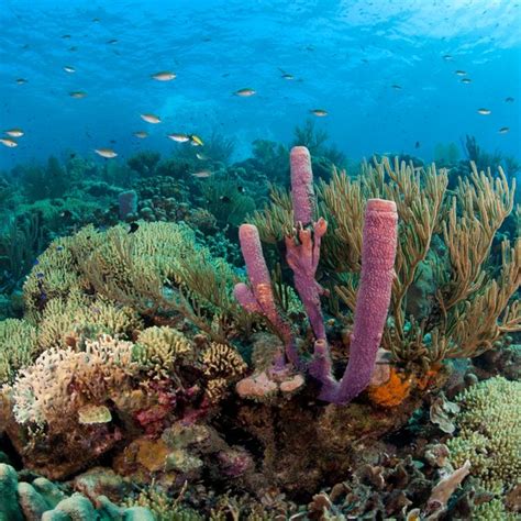 About Caribbean Coral Reefs Usa Today
