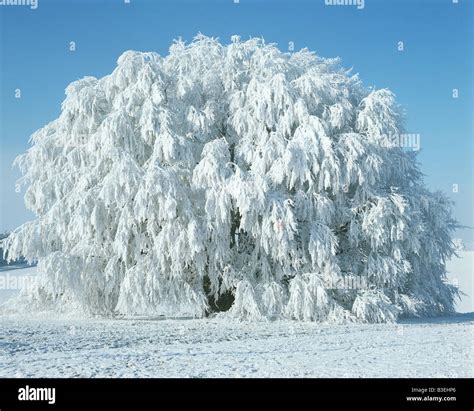 Snow Covered Tree Stock Photo Alamy
