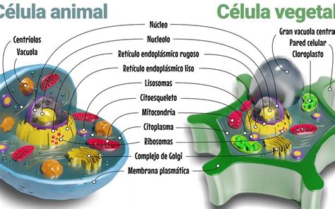 Diferencias Entre Membrana Plasmática Y Pared Celular Hay Diferencia