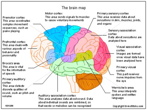 The Brain Map Illustrations