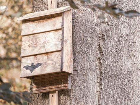 Bat House Plans Tips For Building A Bat House And Attracting Bats To