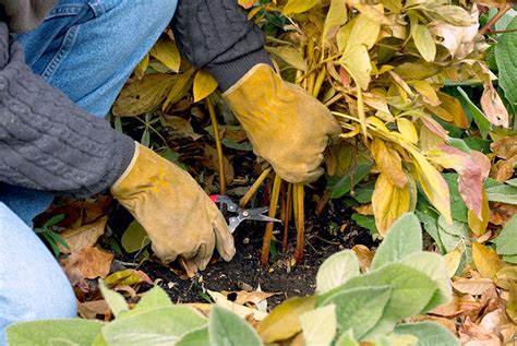 Which Perennials You Should Clean Up This Fall Garden Gate