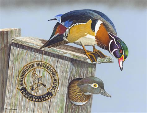 Washington State Duck Stamp Program