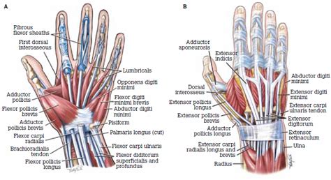 Hand Anatomy Flexor Tendons