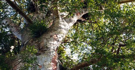 Swamp Sentinels What We Can Learn From New Zealands Ancient Kauri