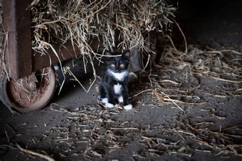 18600 Farm Cat Stock Photos Pictures And Royalty Free Images Istock