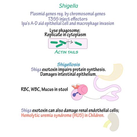 Immunologymicrobiology Glossary Shigella Draw It To Know It
