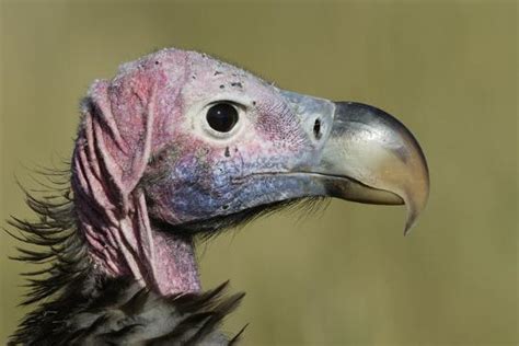 Lappet Faced Vulture Torgos Tracheliotus Profile Masai Mara Game
